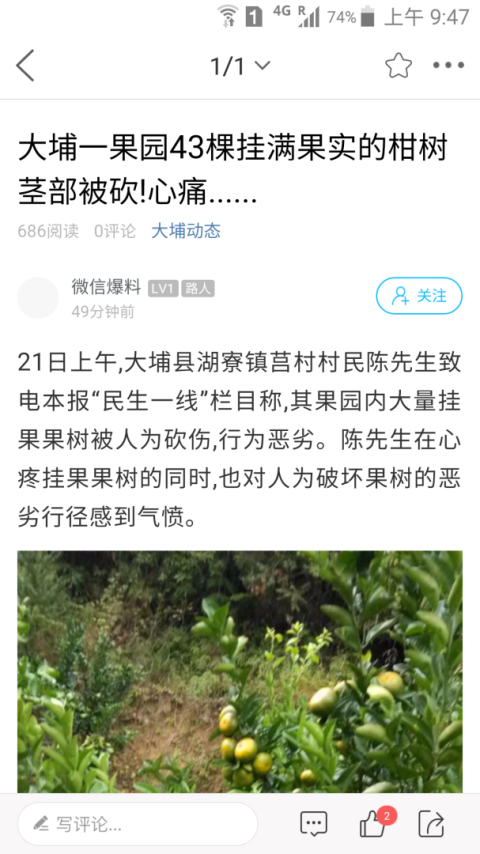 大埔网app