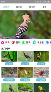 鸟叫声大全app