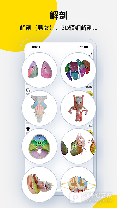 3Dbody解剖app