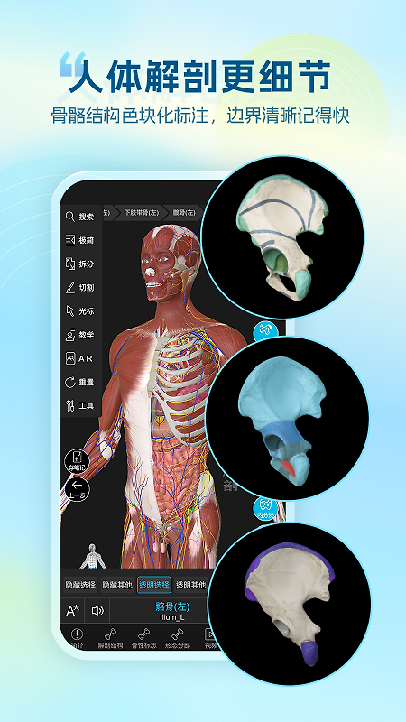 维萨里3D解剖app