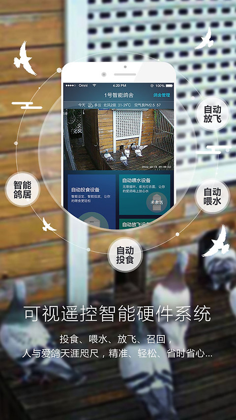 爱鸽者官方版