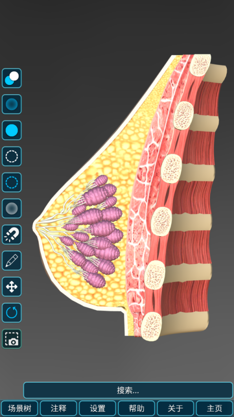 人体解剖学图集app