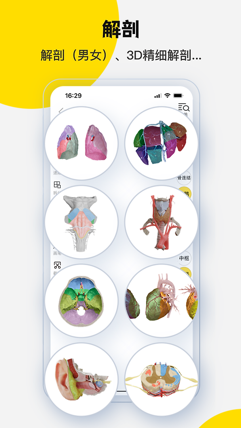3Dbody解剖app