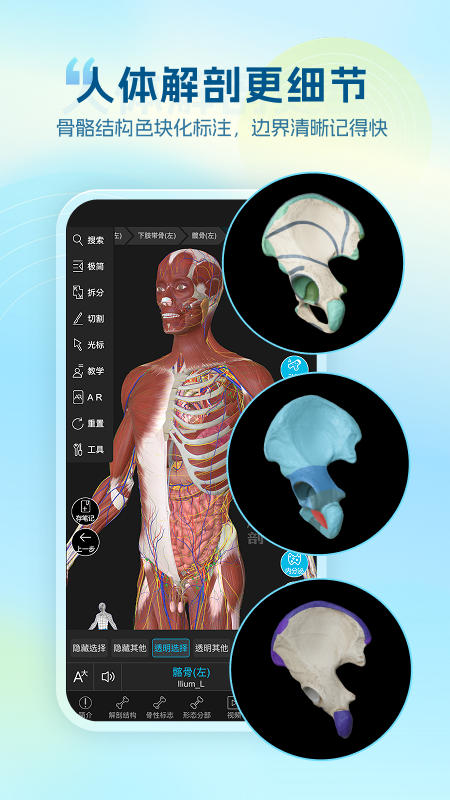 维萨里3D解剖app