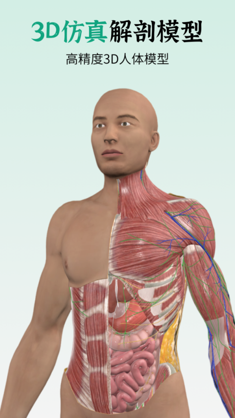 万康人体解剖