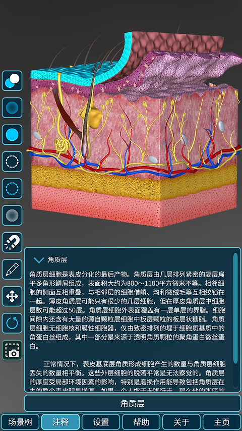 人体解剖学图集app